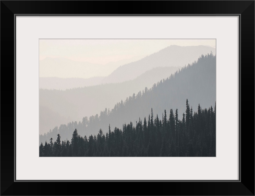 Foggy view of Hurricane Ridge in Olympic National Park, Washington.