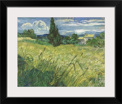 Green Wheat Field With Cypress