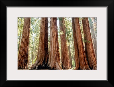 Group Of Sequoia Trees, Sequoia National Park, California