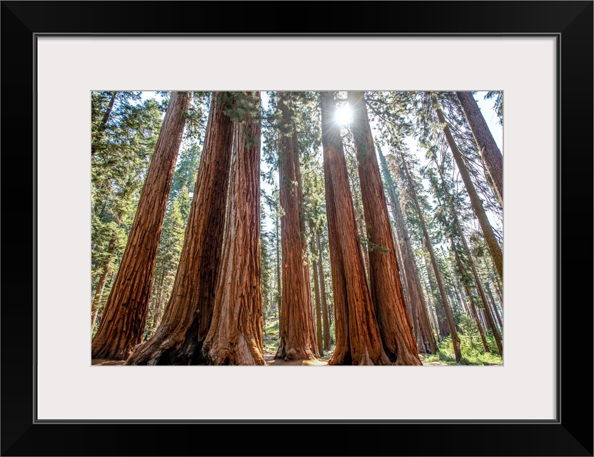 View of a group of Sequoia trees in Sequoia National Park, California.
