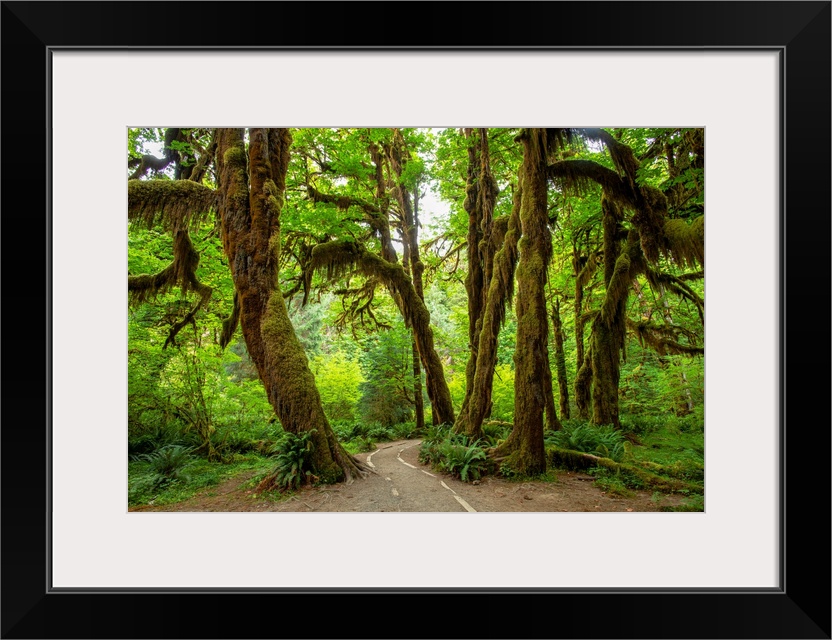 A tree covered in mosses can be found in the Hall of Mosses in Hoh Rain Forest, Olympic National Park, Washington.