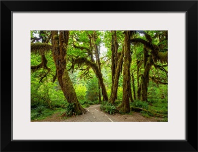 Hall of Mosses, Hoh Rain Forest, Olympic National Park, Washington