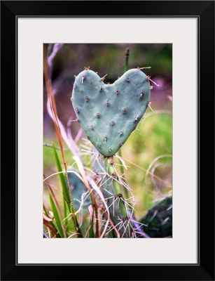 Heart-Shaped Cactus, Grand Canyon National Park, Arizona
