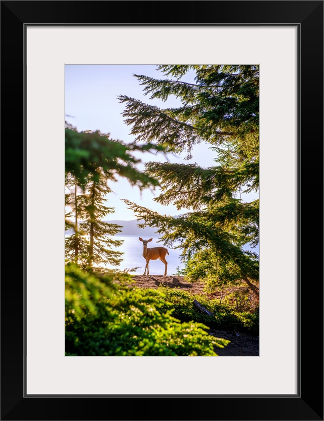 View of a lone deer at Crater Lake in Oregon.