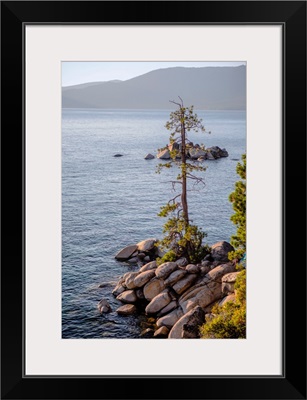 Jeffrey Pine, Lake Tahoe, California And Nevada