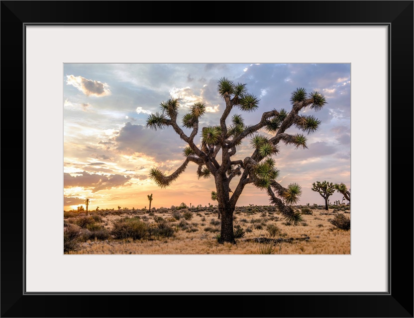 View of a large Joshua tree and desert vegetation after dawn in California.
