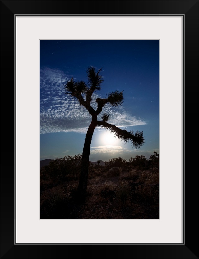 Photo of the moon rising over a hill in Joshua Tree National Park, California.