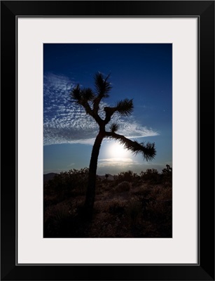 Joshua Tree Silhouette And Moon In Joshua Tree National Park, California