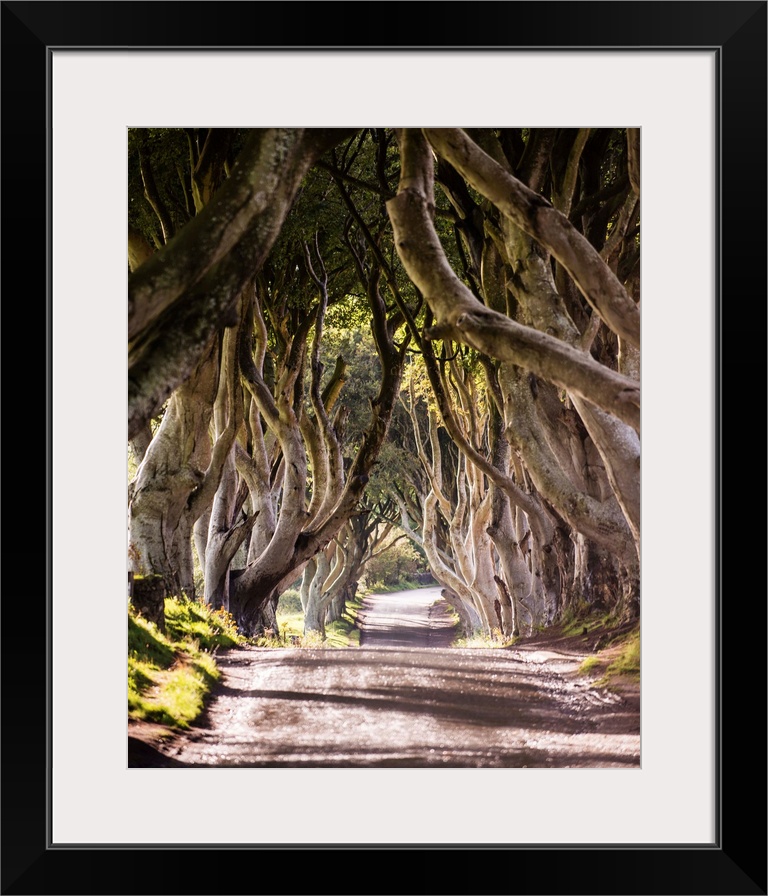 Photograph of a majestic tree tunnel down a road in Northern Ireland. This tree tunnel was seen in Game of Thrones Season ...