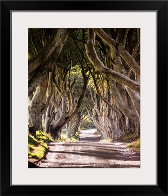 Majestic Tree Tunnel Road, Northern Ireland, UK - Vertical