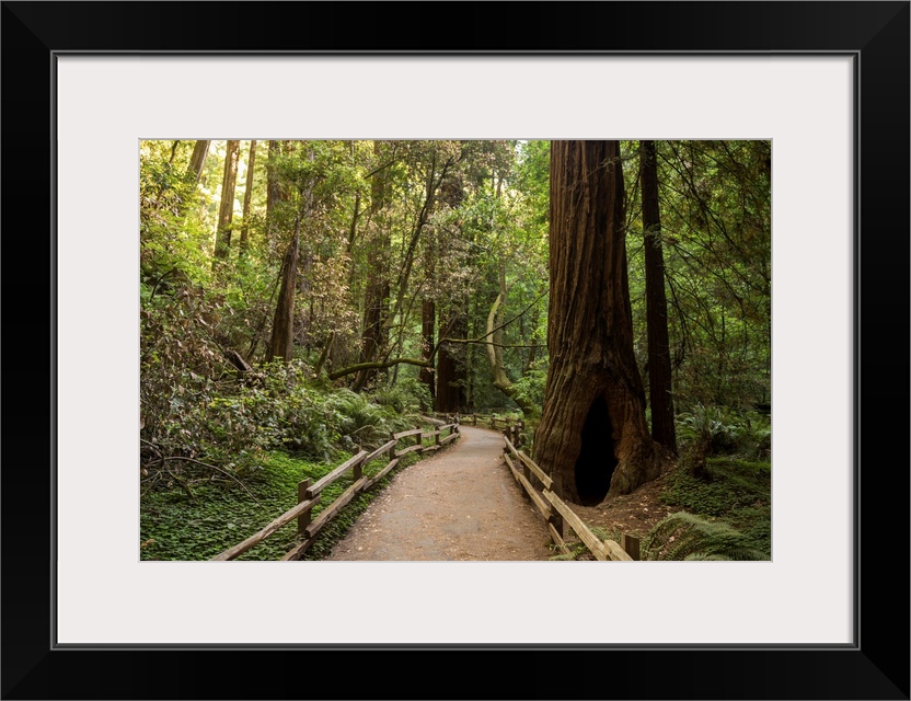 Landscape photograph inside Muir Woods in California's Golden Gate National Recreation Area.