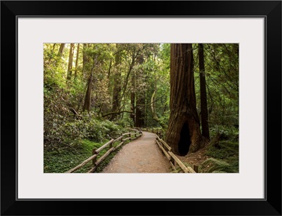 Muir Woods, Golden Gate National Recreation Area