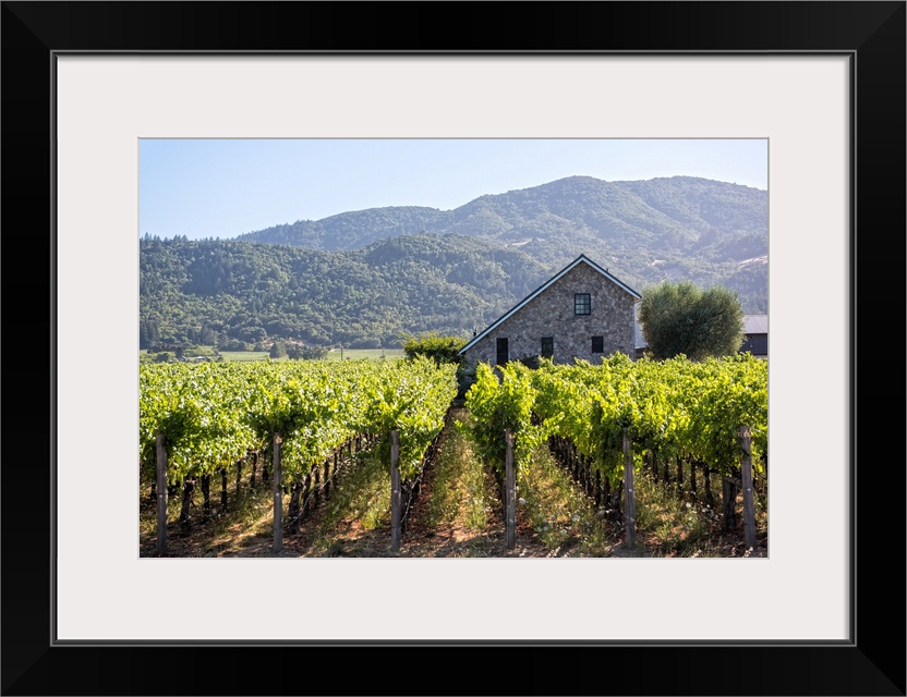 Landscape photograph of a Napa Valley vineyard with rows of grape vines and a cobblestone building in the background with ...
