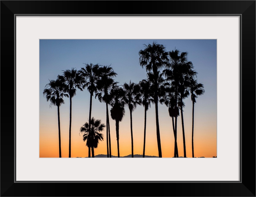 The picturesque view of silhouetted palm trees on Venice beach, California.