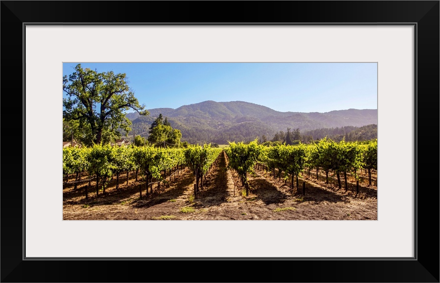 Panoramic photograph of rows of grapes at a vineyard in Napa Valley, California, with rolling hills in the background.