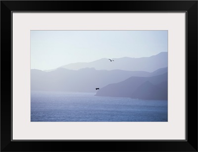 Pelicans Drift Through The Pacific Air, San Francisco