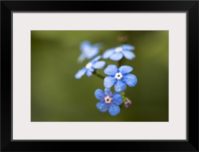 Photo Nature - Alpine Forget-Me-Not