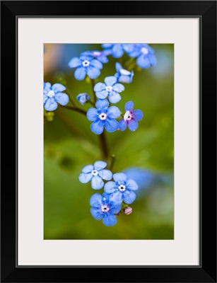 Photo Nature - Alpine Forget-Me-Not Family