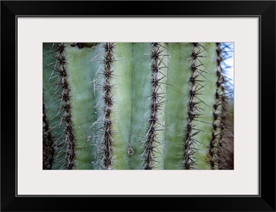 Prickly Cactus In Phoenix, Arizona