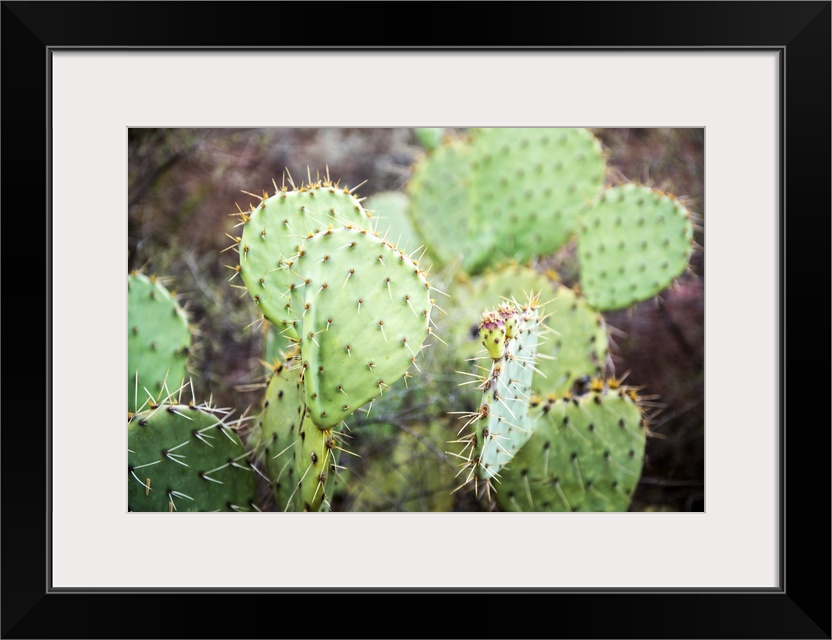 Close-up photograph of a prickly pear cactus in Sedona, AZ.