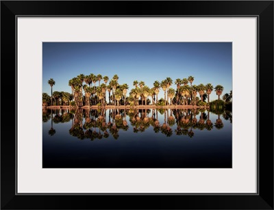 Reflection Of Palm Trees On Papago Ponds In Papago Park, Phoenix, Arizona