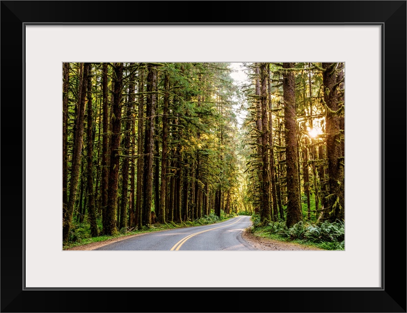 View of a road that runs through Olympic National Park's wilderness in Washington.