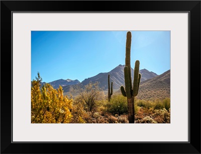 Saguaro Cactus In Phoenix, Arizona