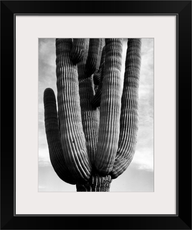 Saguaros, vertical, detail of cactus.