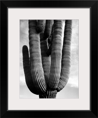 Saguaros, Vertical, Detail Of Cactus