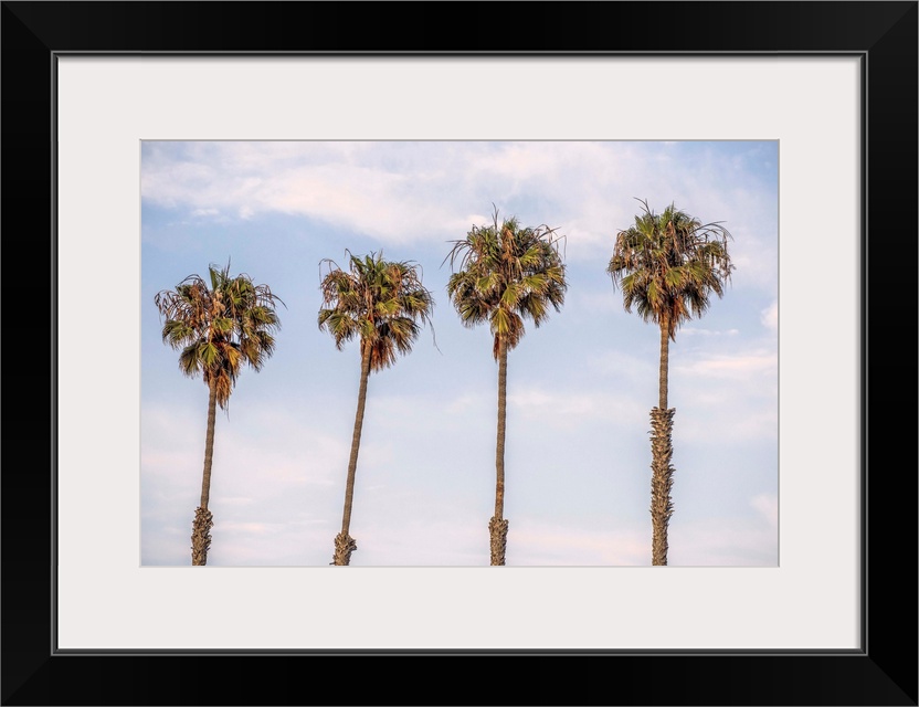 A row of palm trees stand against blue skies in San Diego, California.