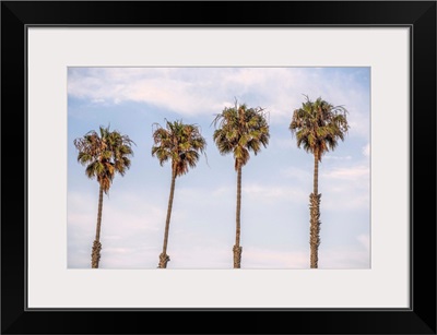 San Diego Palm Trees, California