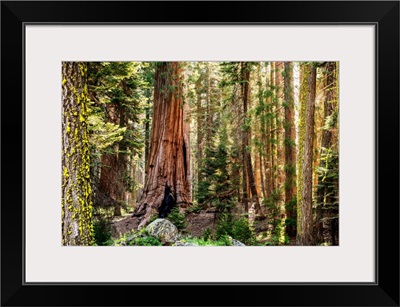 Sequoia Forest, Sequoia National Park, California