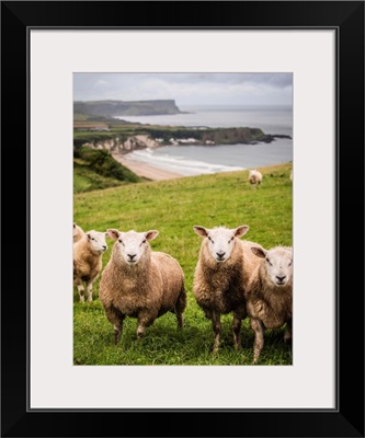 Sheep on the Coast, County Antrim, Northern Ireland, UK - Vertical