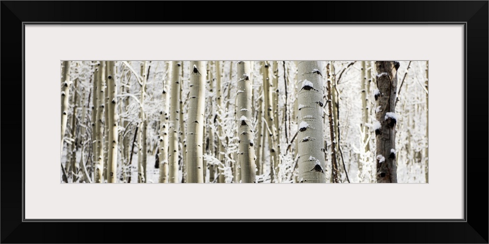A panoramic forest of birch trees with summer snow in Aspen, Colorado.