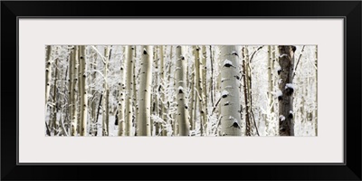 Snowy birch trees in a forest, Aspen, Colorado - Pano
