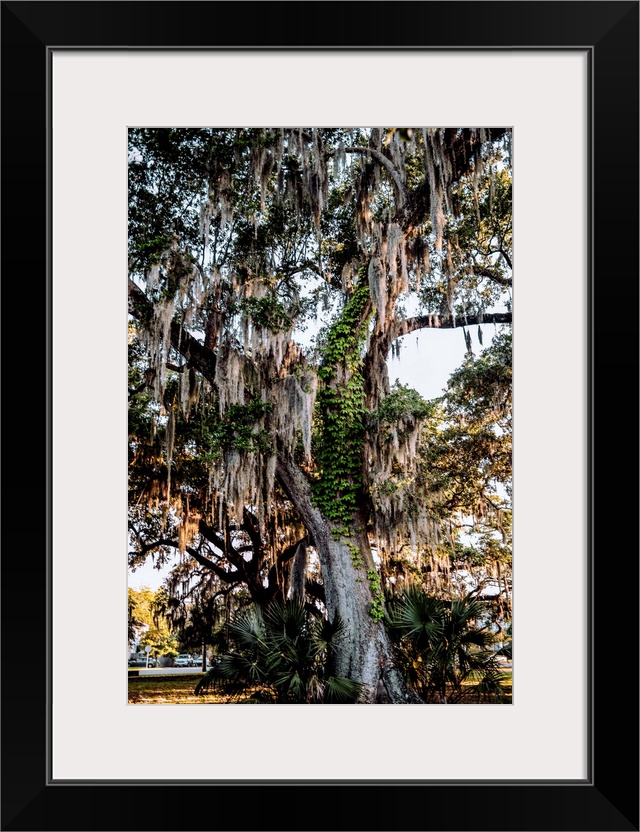 Spanish moss hangs on a tree in New Orleans, Louisiana.