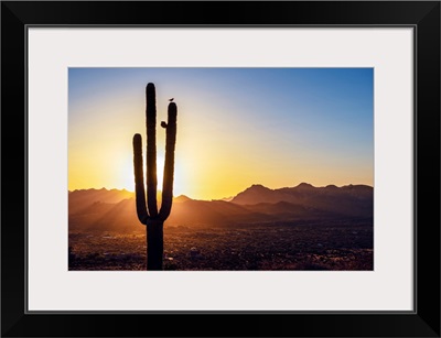 Sun Peeking Through Saguaro Cactus At Sunset In Phoenix, Arizona
