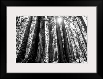Sunlight Peeking Through Giant Sequoia Groves, California