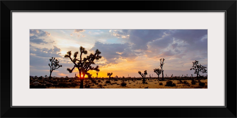 The sun rises over a desert landscape in Joshua Tree National Park, California.