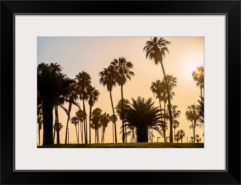 A view of silhouetted palm trees as the sun sets in San Diego, California.