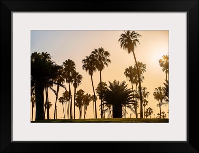 Sunset Palm Trees In San Diego, California