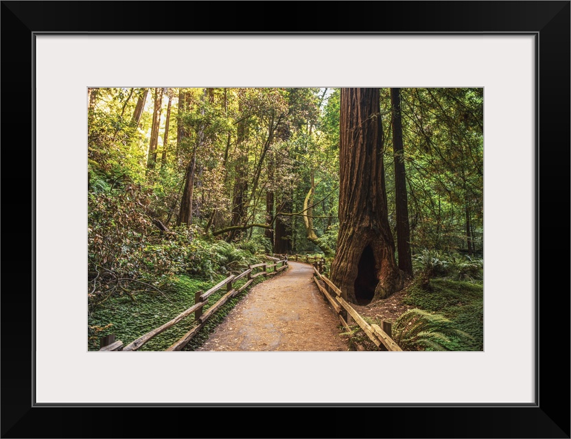 Photograph of a tree lined path in Napa Valley, California.