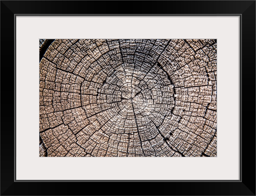 Close-up photo of the rings and texture of a tree stump in Zion National Park, Utah.