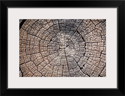 Tree Stump, Zion National Park, Utah