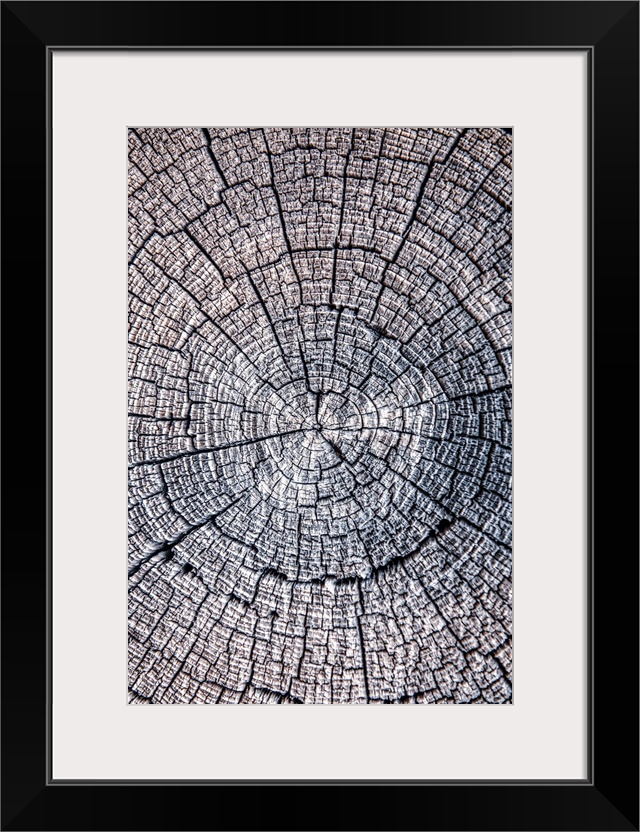 Close-up photo of the rings and texture of a tree stump in Zion National Park, Utah.