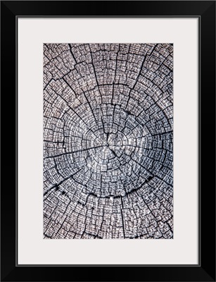 Tree Stump, Zion National Park, Utah