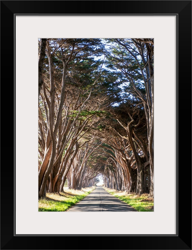 A tunnel of Monterey cypress trees lead to an old building that houses the Point Reyes National Seashore North District Op...