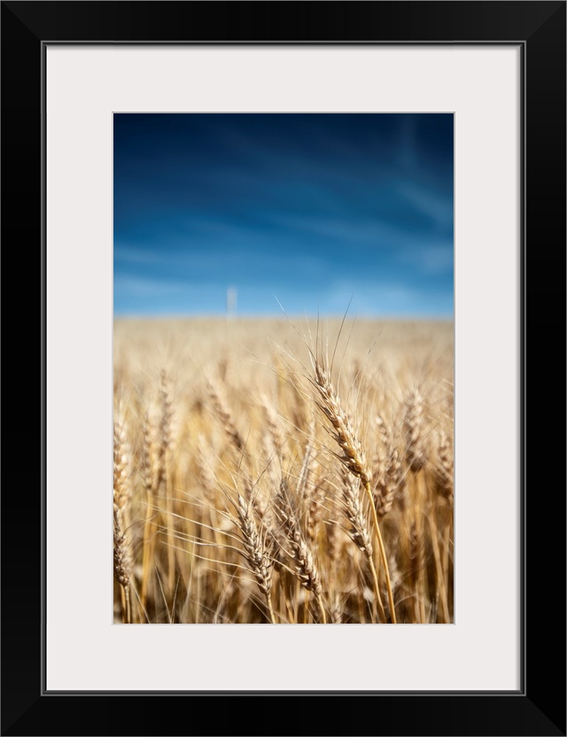 Wheat fields in Banff National Park, Alberta, Canada.