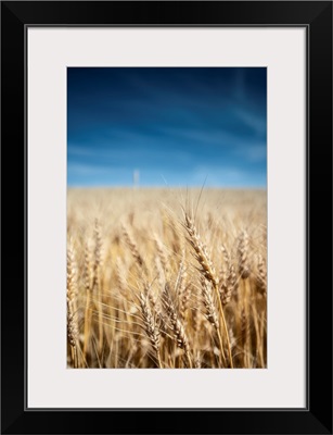 Wheat Field, Banff National Park, Alberta, Canada