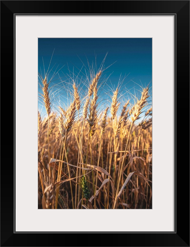 Wheat fields and blue skies in Banff National Park, Alberta, Canada.